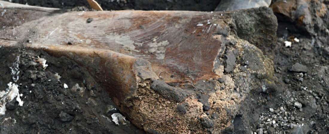 Hallan fósiles de perezoso gigante y mastodonte en Costa Rica